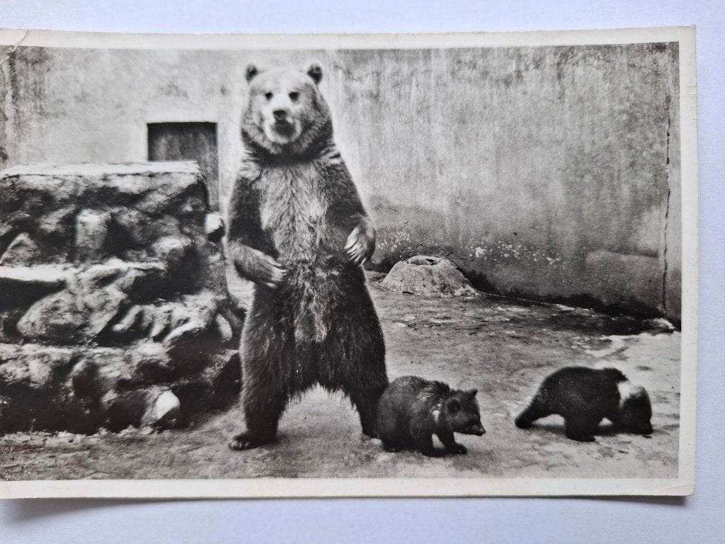 Zoo, Verzamelen, Ophalen of Verzenden, 1940 tot 1960, Ongelopen, Wild dier