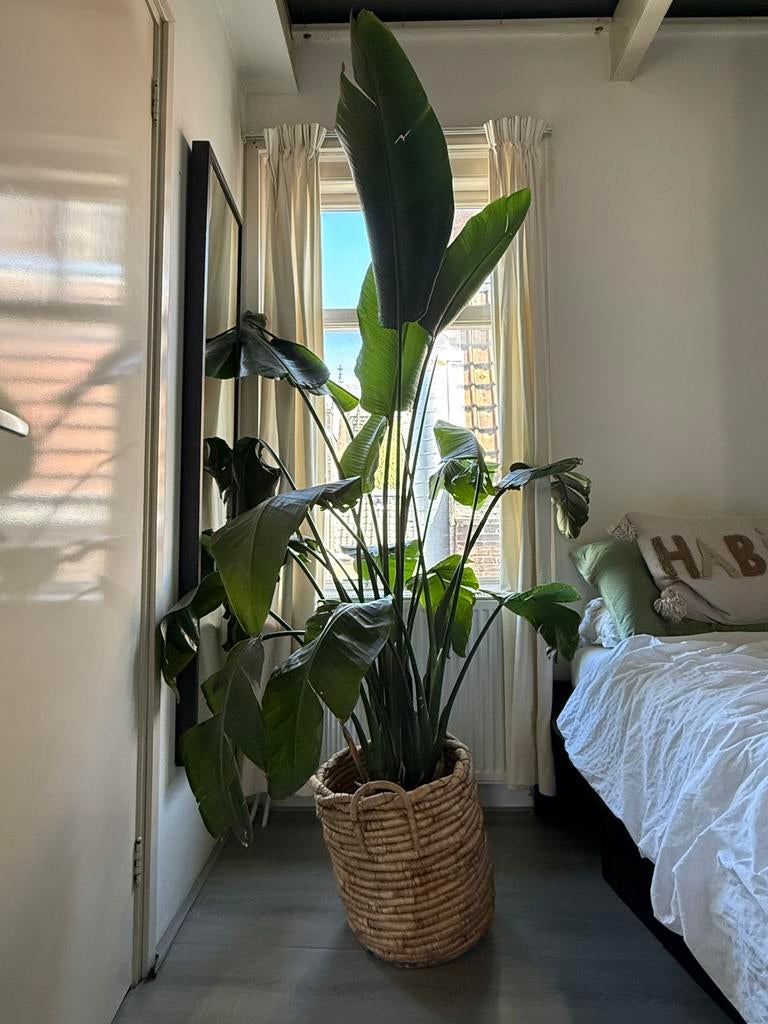 Grote Strelitzia Nicolai met nieuwe bladeren in Utrecht, Huis en Inrichting, Kamerplanten, Ophalen, Overige soorten, Halfschaduw