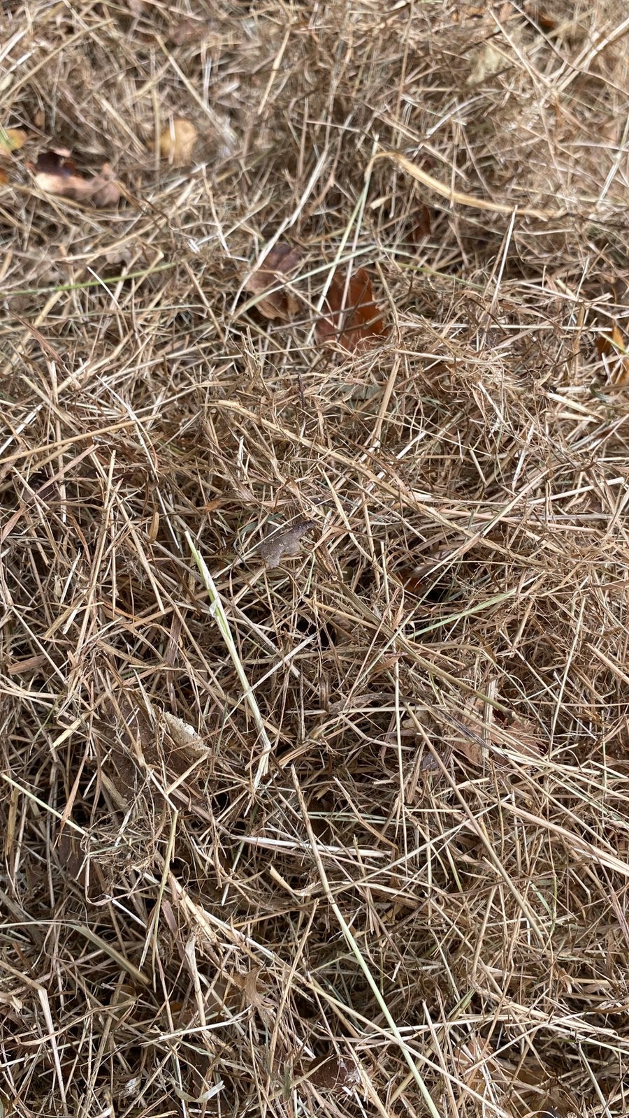 Gratis afhalen natuurhooi - zie beschrijving, Ophalen