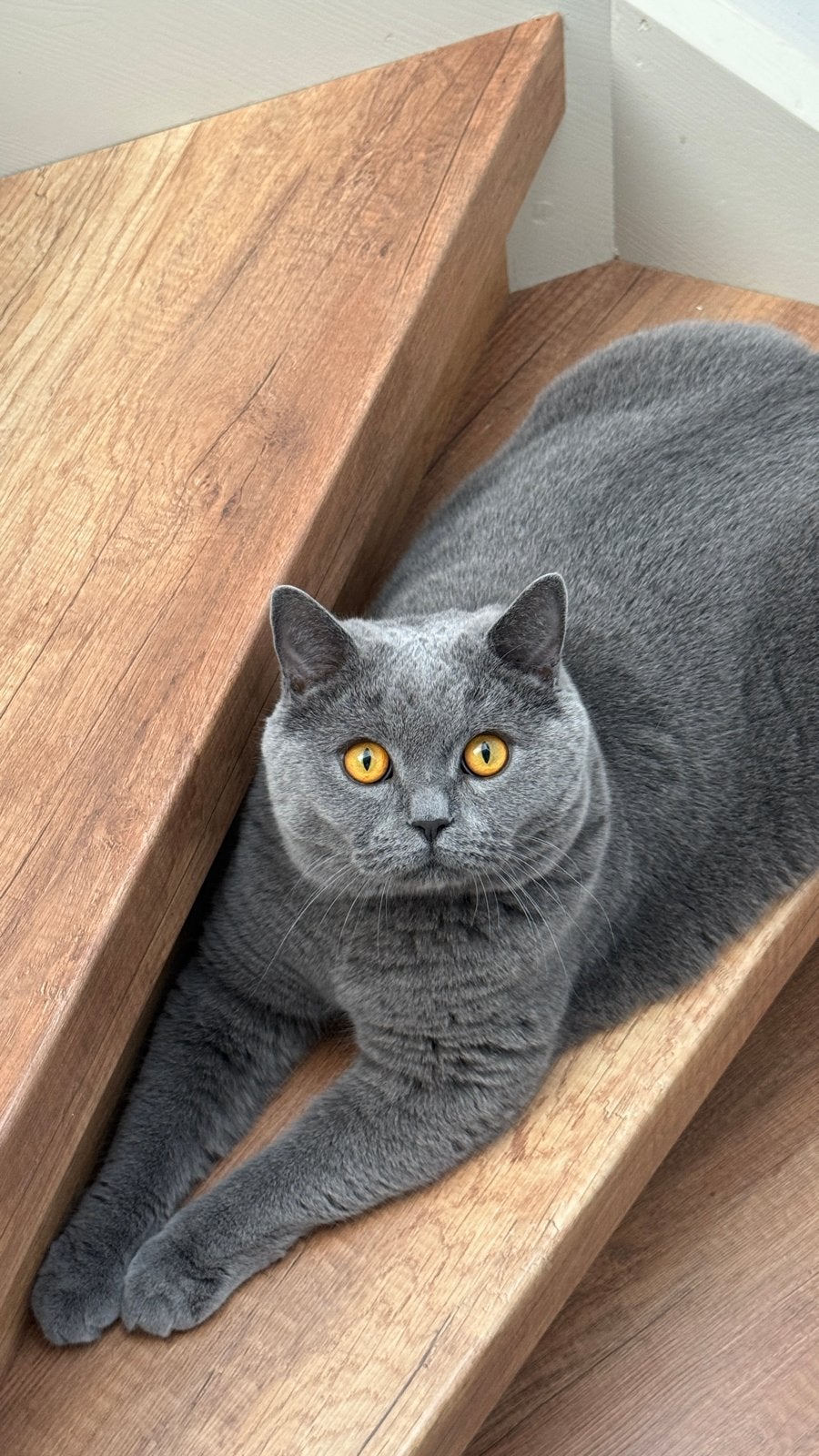 2 Britishkorthaar, Kater