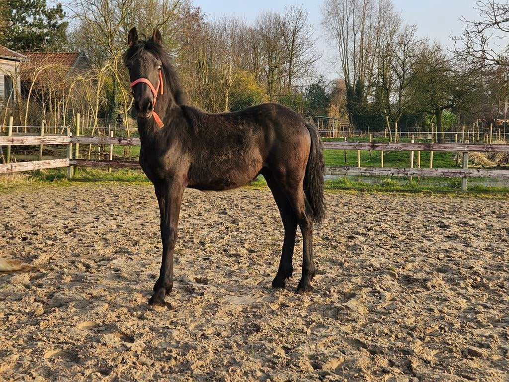 Fries x Haflinger hengstveulen, Hengst, 0 tot 2 jaar