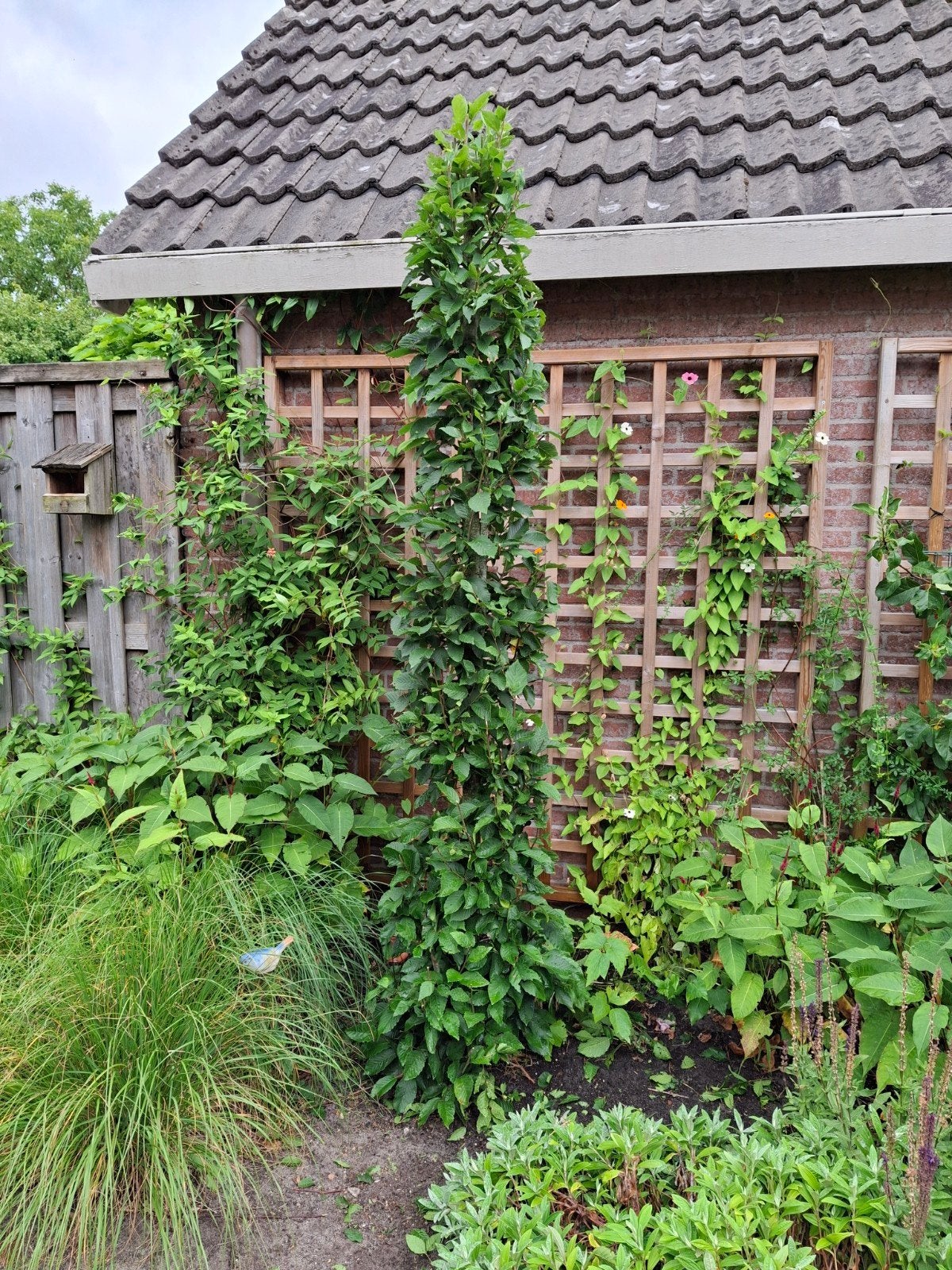 Haagbeuk 3x, Ophalen, Vaste plant, Halfschaduw, Klimplanten