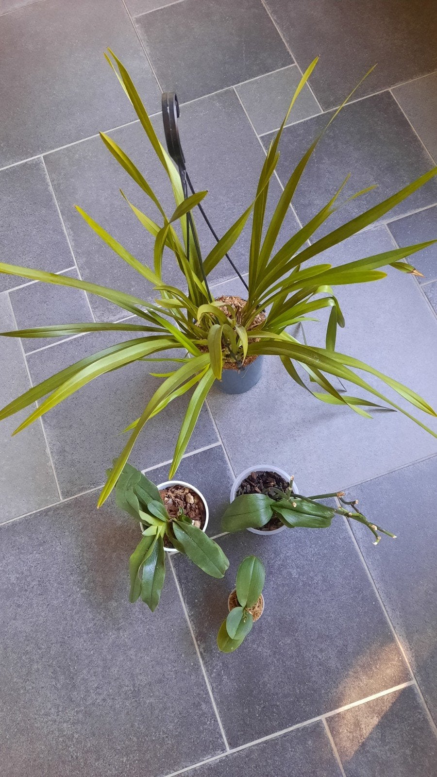 4 Uitgebloeide Orchideeën, Ophalen of Verzenden, Halfschaduw, Minder dan 100 cm