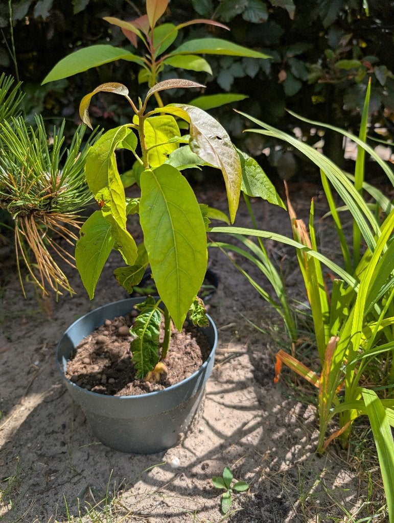 Avocado plant in kweekpot, Volle zon, Vaste plant, Bloeit niet, Ophalen