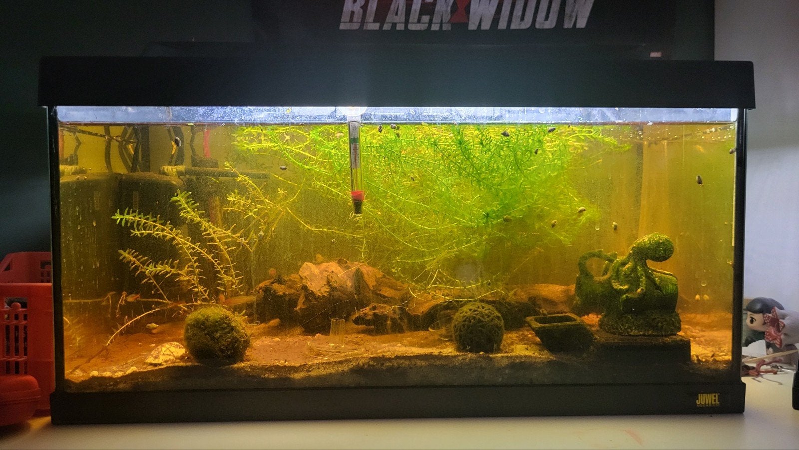 aquarium 60 liter met vissen., Dieren en Toebehoren, Ophalen of Verzenden, Tetra, Inclusief toebehoren, Gevuld zoetwateraquarium