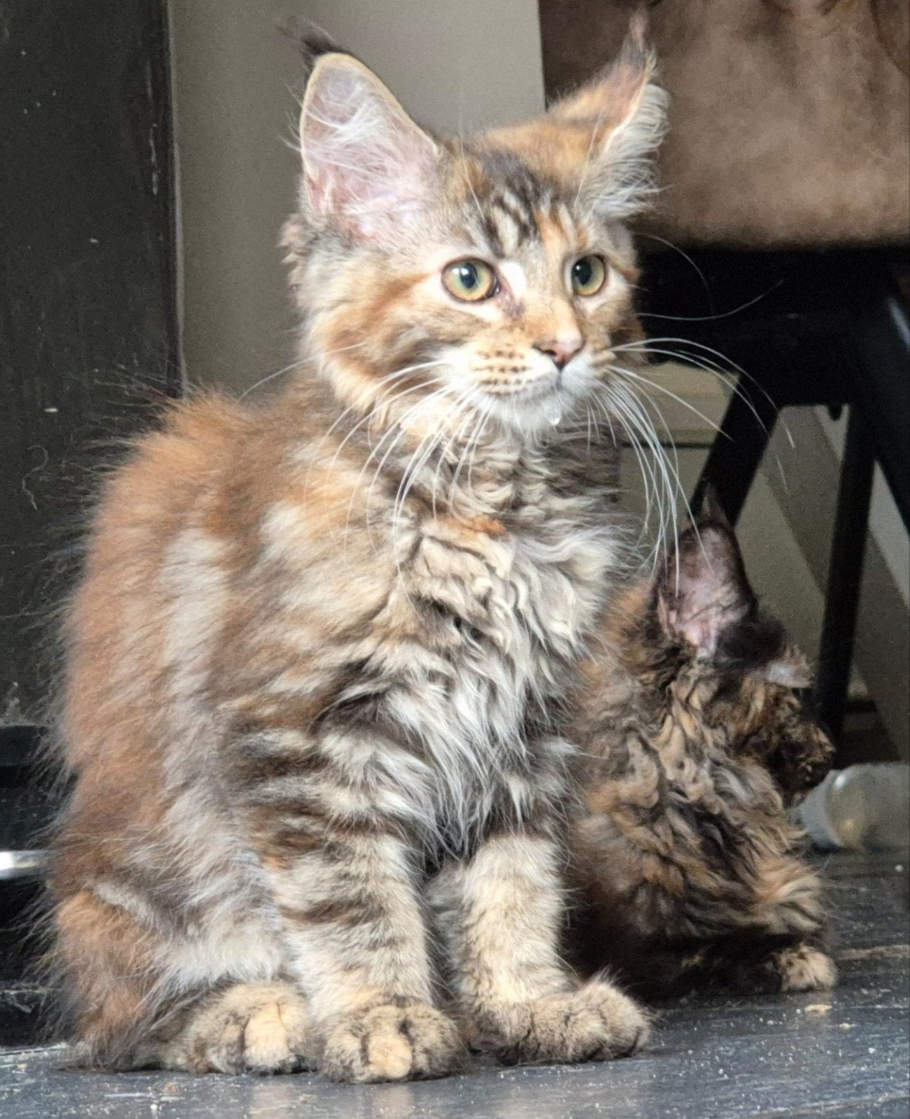 mainecoon maine coon kitten poes kater, Dieren en Toebehoren, Katten en Kittens | Raskatten | Langhaar, Meerdere dieren, Gechipt