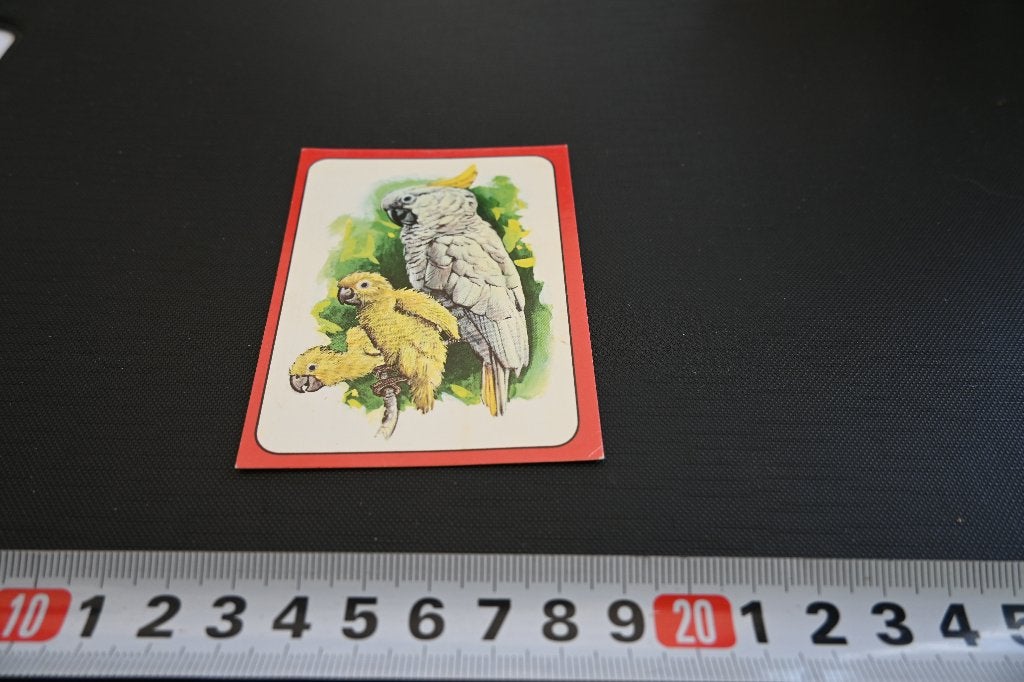 sticker panini baby zoo # 32 strip kaketoe, Ophalen, Zo goed als nieuw