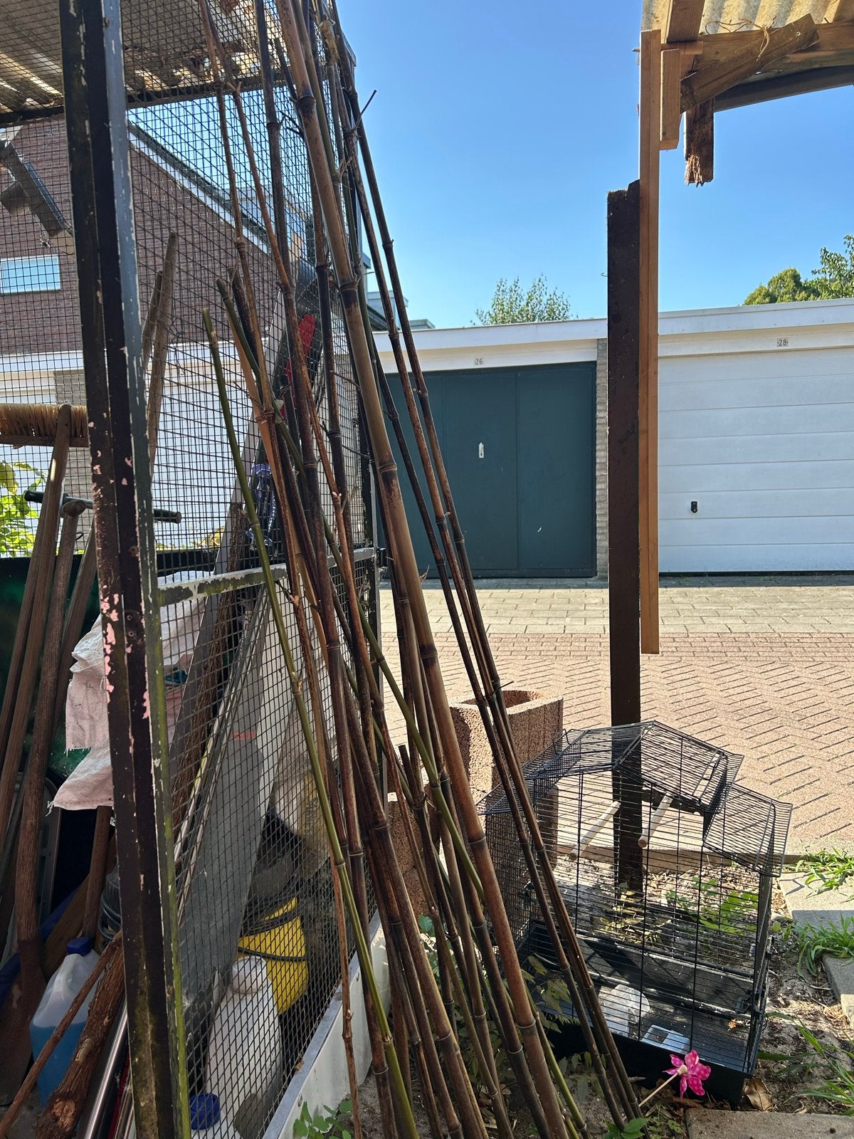 Diverse bamboe stokken voor tuin en decoratie, Volle zon, Vaste plant, Bloeit niet, Ophalen