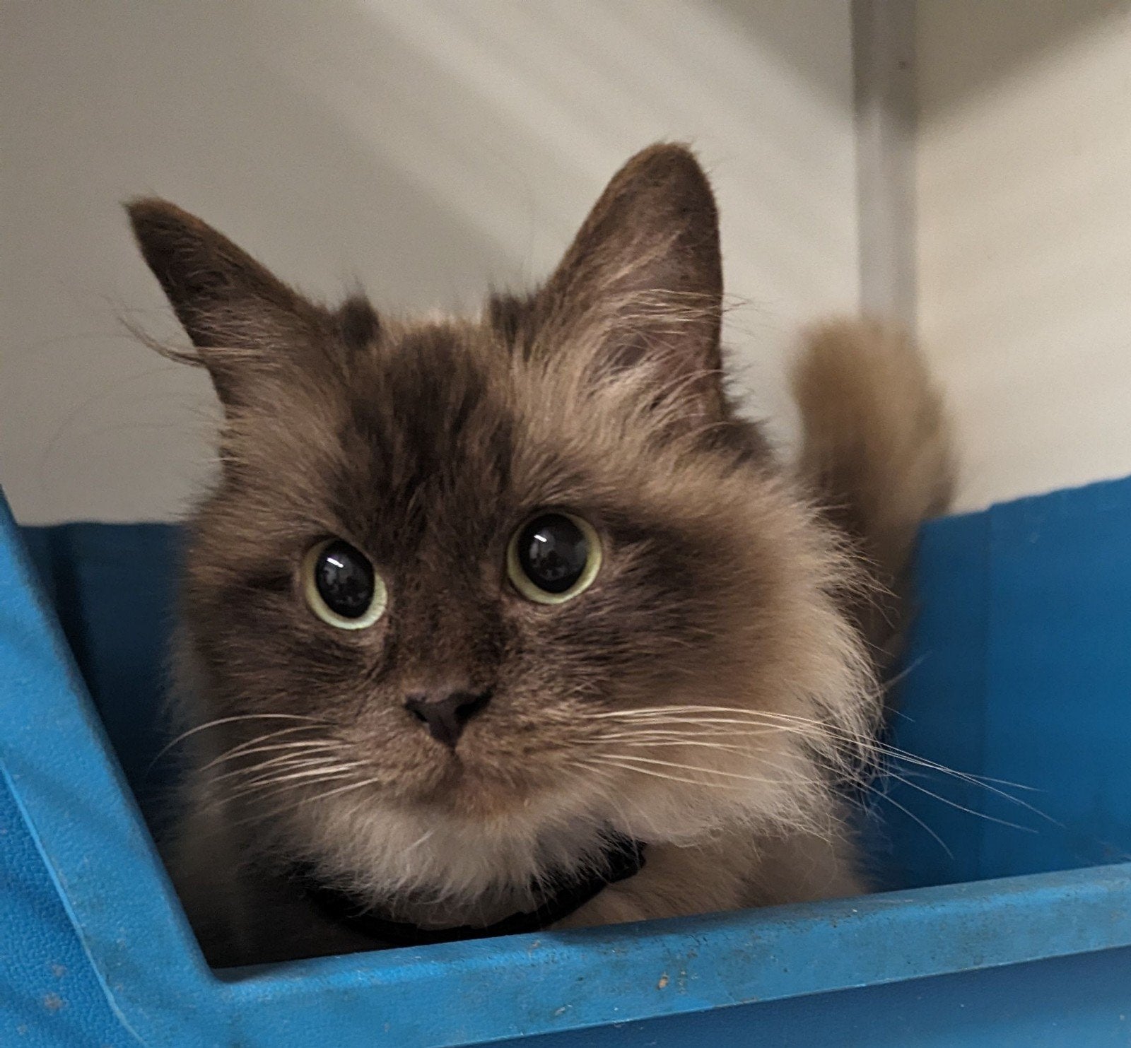 Ragdol kittens!!! + Stamboom geb 5-7- 2026. En 6-7-2026, Dieren en Toebehoren, Meerdere dieren, Met stamboom, 0 tot 2 jaar