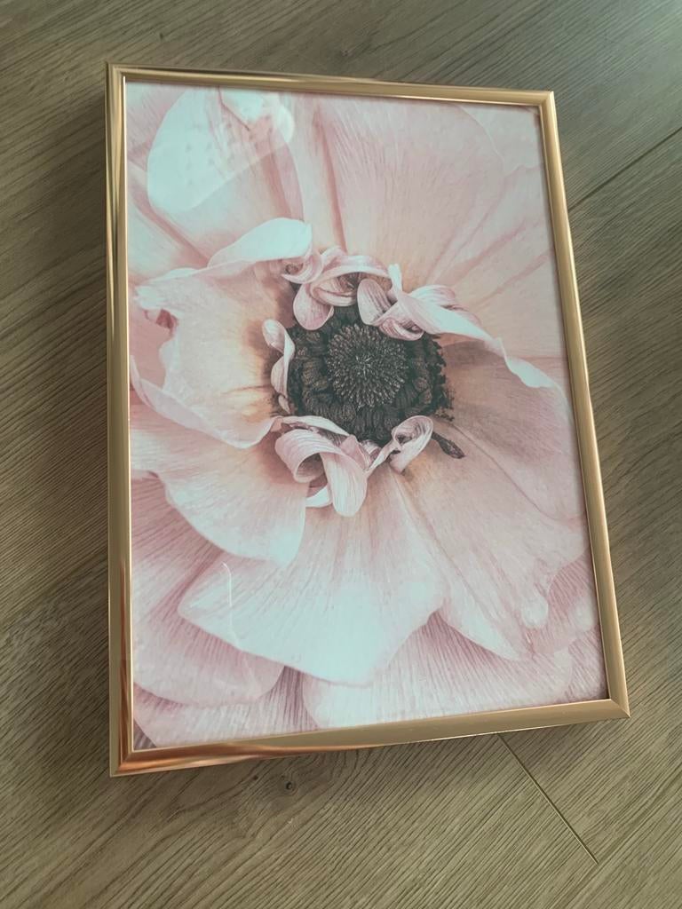 Rose gouden lijst met poster roze bloem, Huis en Inrichting, Ophalen, Zo goed als nieuw, Minder dan 50 cm, Foto of Poster