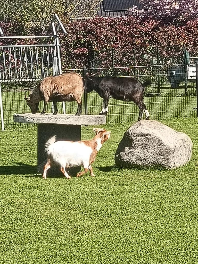3 geitjes, Dieren en Toebehoren, Schapen, Geiten en Varkens, Geit, Vrouwelijk