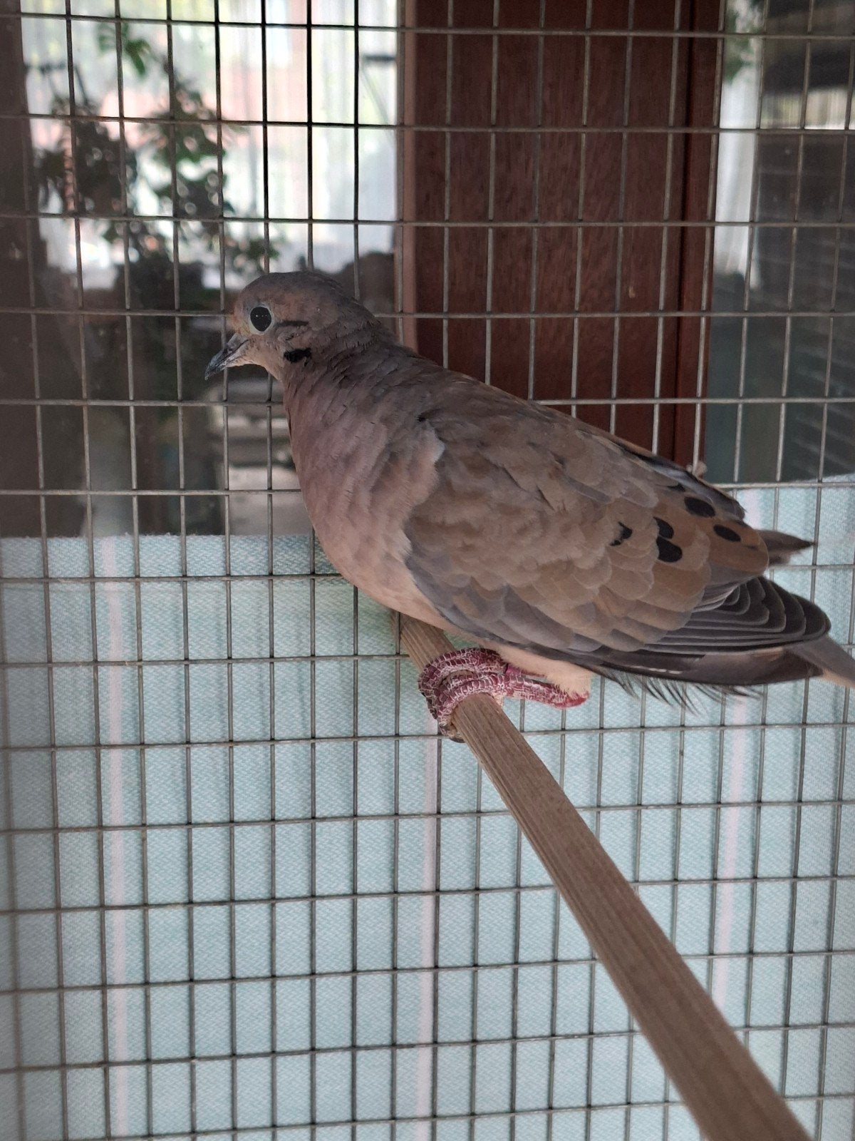 Oorvlek duif man, Dieren en Toebehoren, Mannelijk, Overige soorten