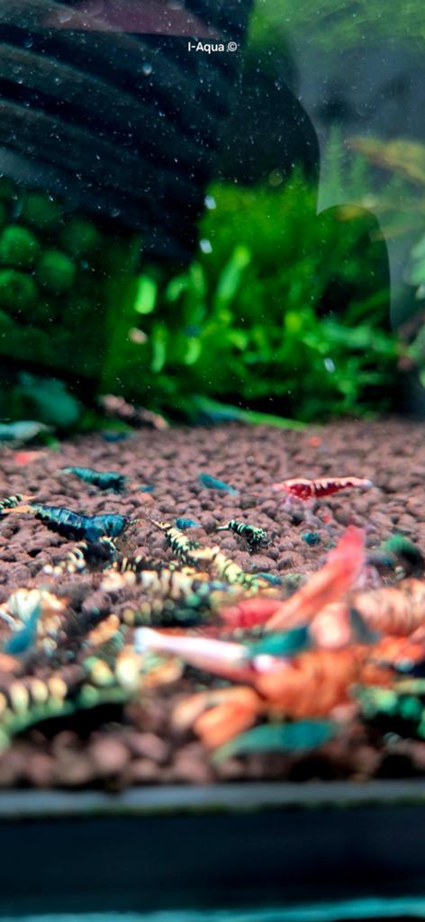 Foto 15 van Skittles caridina garnalen bezorging mix 10+5 gratis!