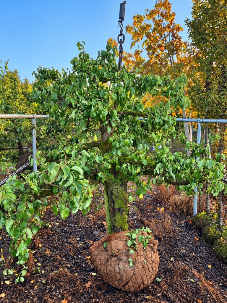 Oude perenboom Conference, ca. 50 jaar, 3 m, Ophalen, Lente, 250 tot 400 cm, Halfschaduw