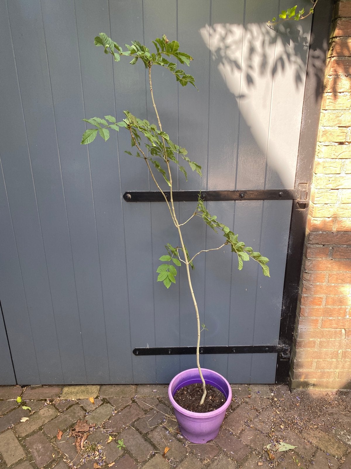 Es in pot, Tuin en Terras, Planten | Bomen, Overige soorten, 100 tot 250 cm, Ophalen, Volle zon