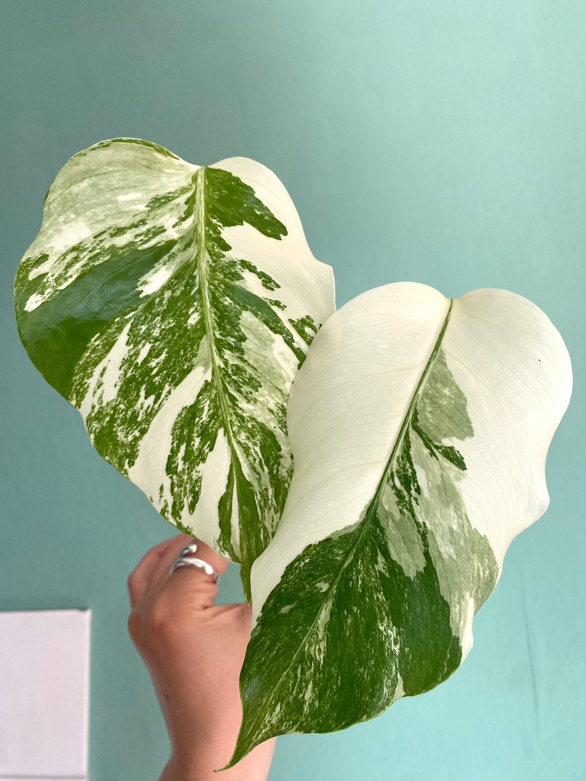 Topkwaliteit, superwitte kopstek Monstera Albo Variegata, Ophalen, Halfschaduw, Minder dan 100 cm