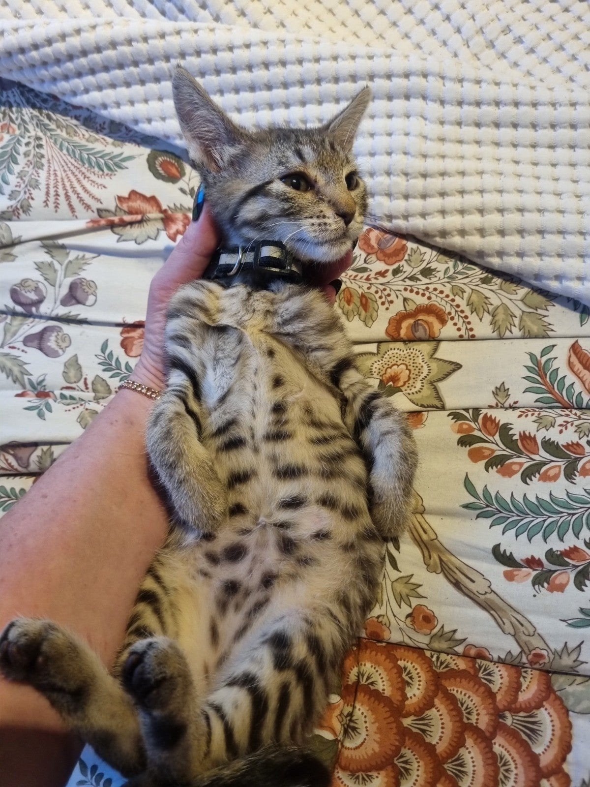 ️ Vijf ontzettend lieve kittens BEGAAL X MAINE COON, Dieren en Toebehoren, Katten en Kittens | Raskatten | Korthaar, Meerdere dieren