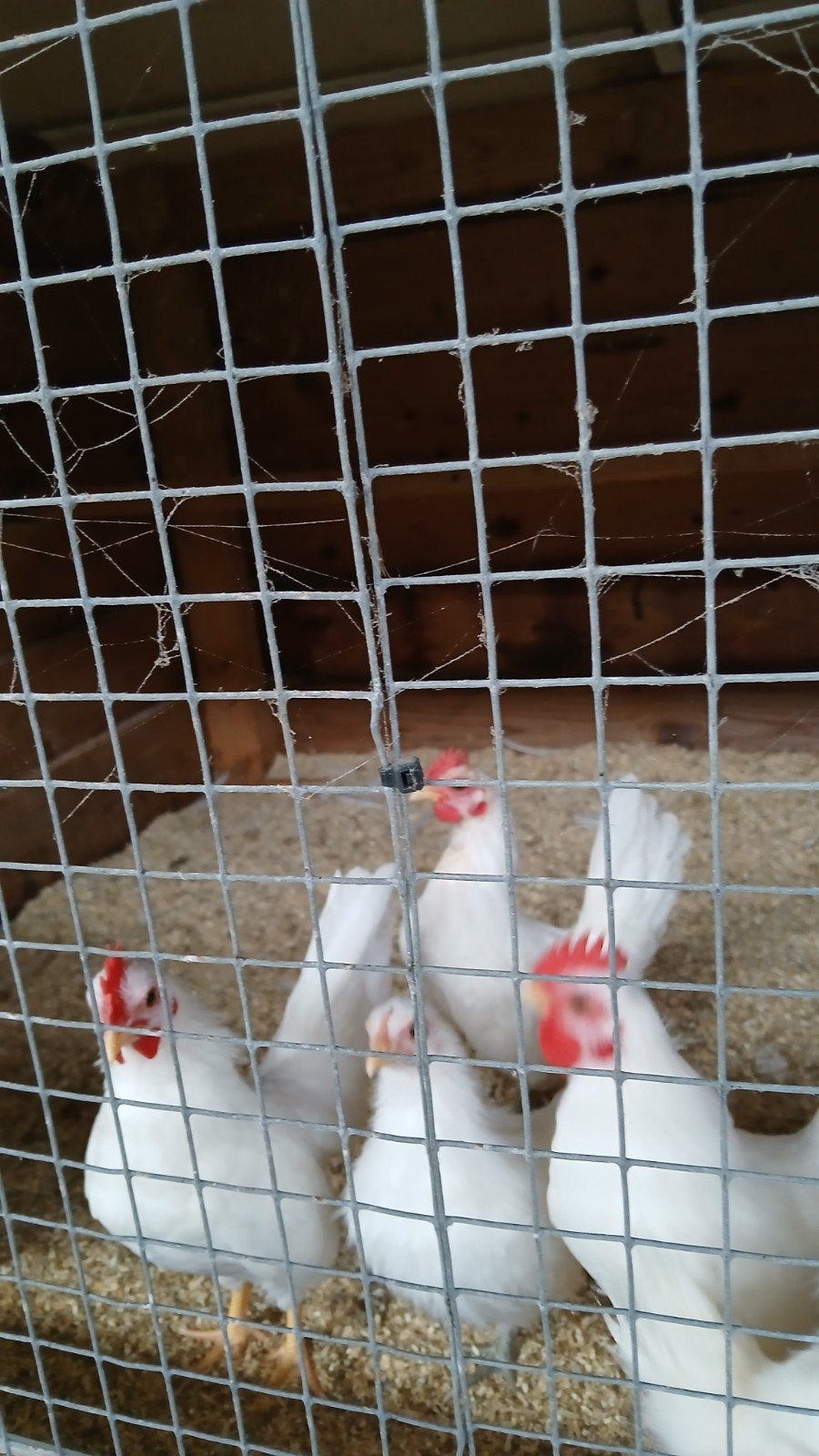 serama haantjes wit, Meerdere dieren, Kip