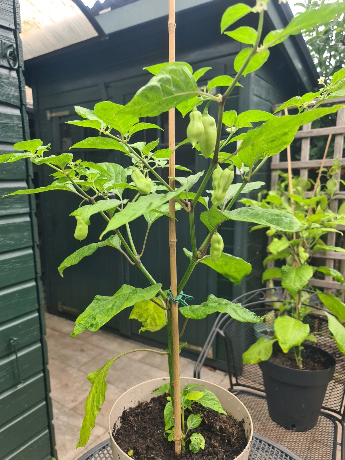 Madame Jeanette peper plant 60 cm, met pepers en knoppen, Tuin en Terras, Ophalen, Minder dan 100 cm, Overige soorten, Zomer