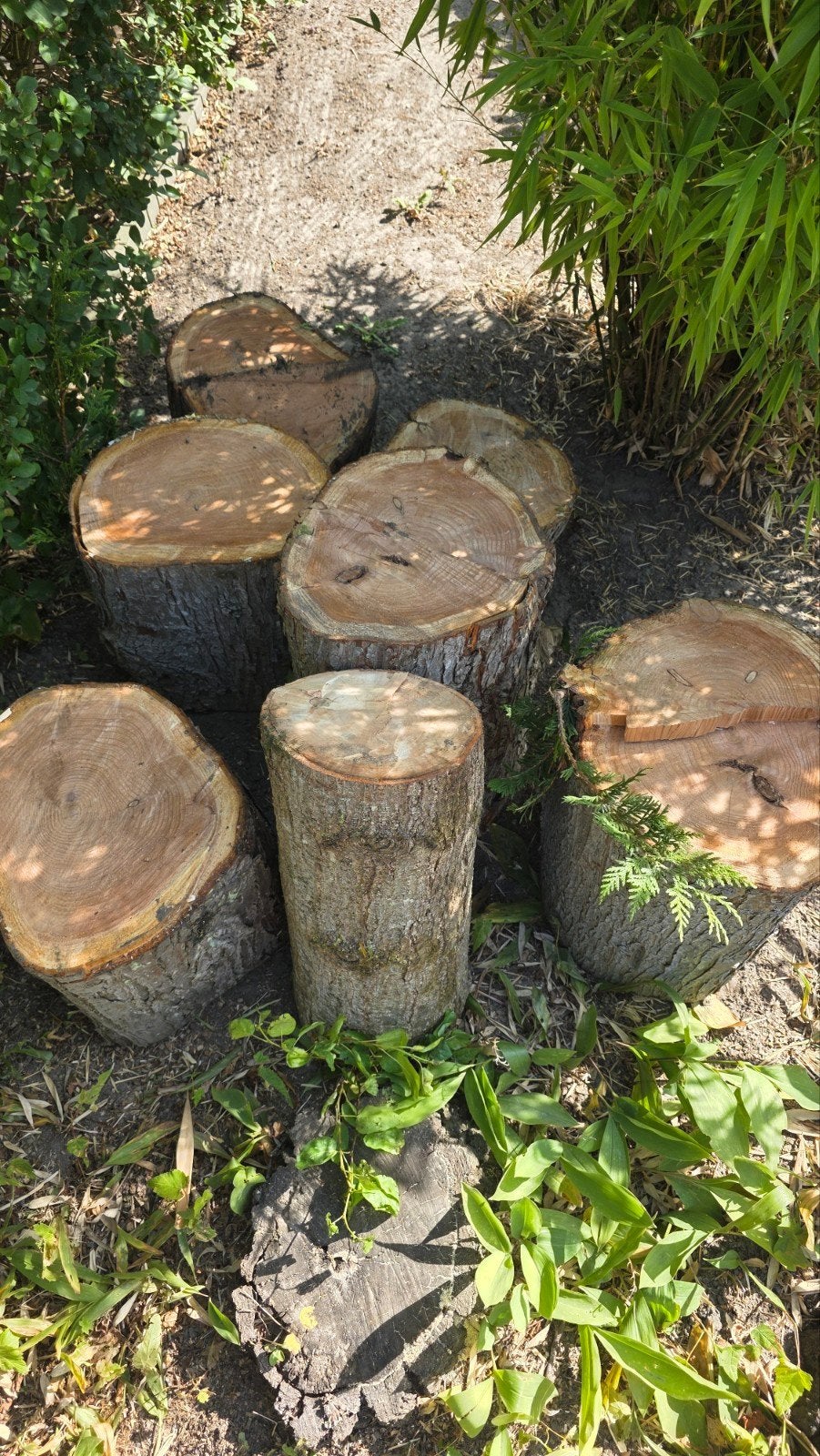 coniferen hout en 1 peren stam, Minder dan 3 m³, Ophalen
