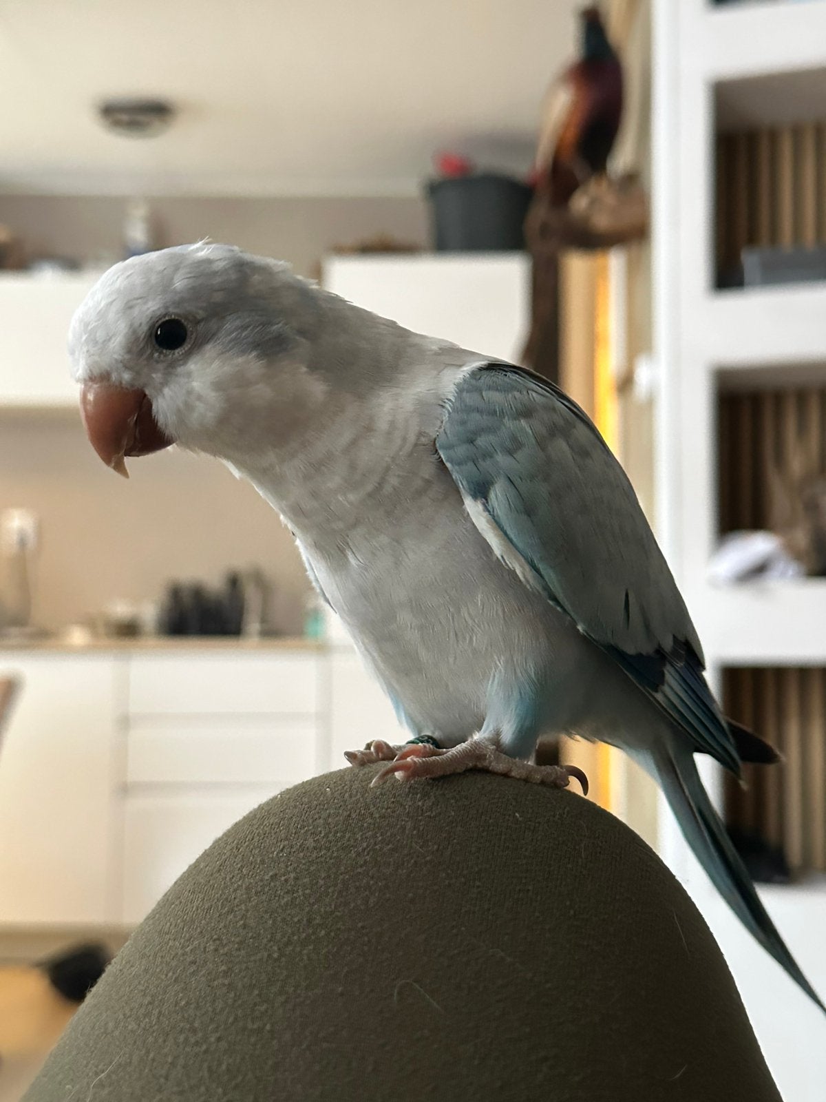 Monniksparkiet - blauw - 2026 - man, Dieren en Toebehoren, Vogels | Parkieten en Papegaaien, Mannelijk, Parkiet, Tam