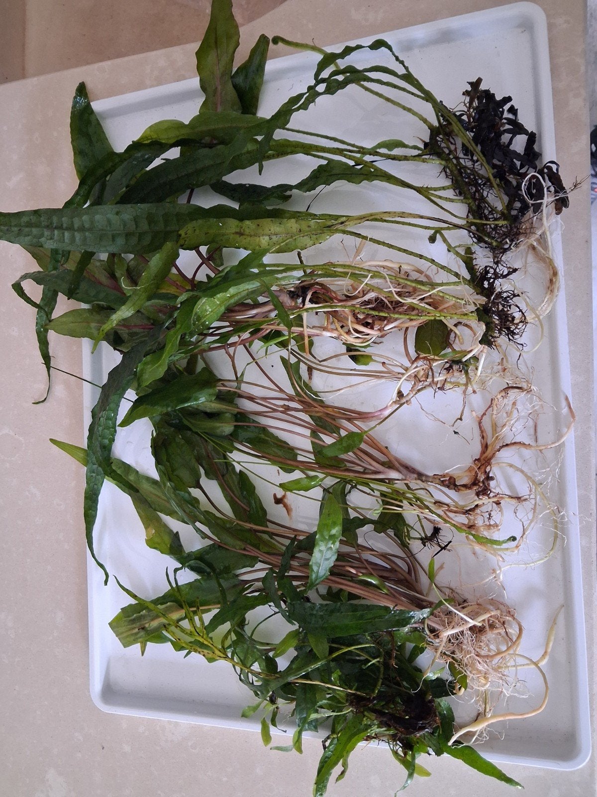 Aquarium planten, Ophalen of Verzenden, Plant(en), Steen of Hout