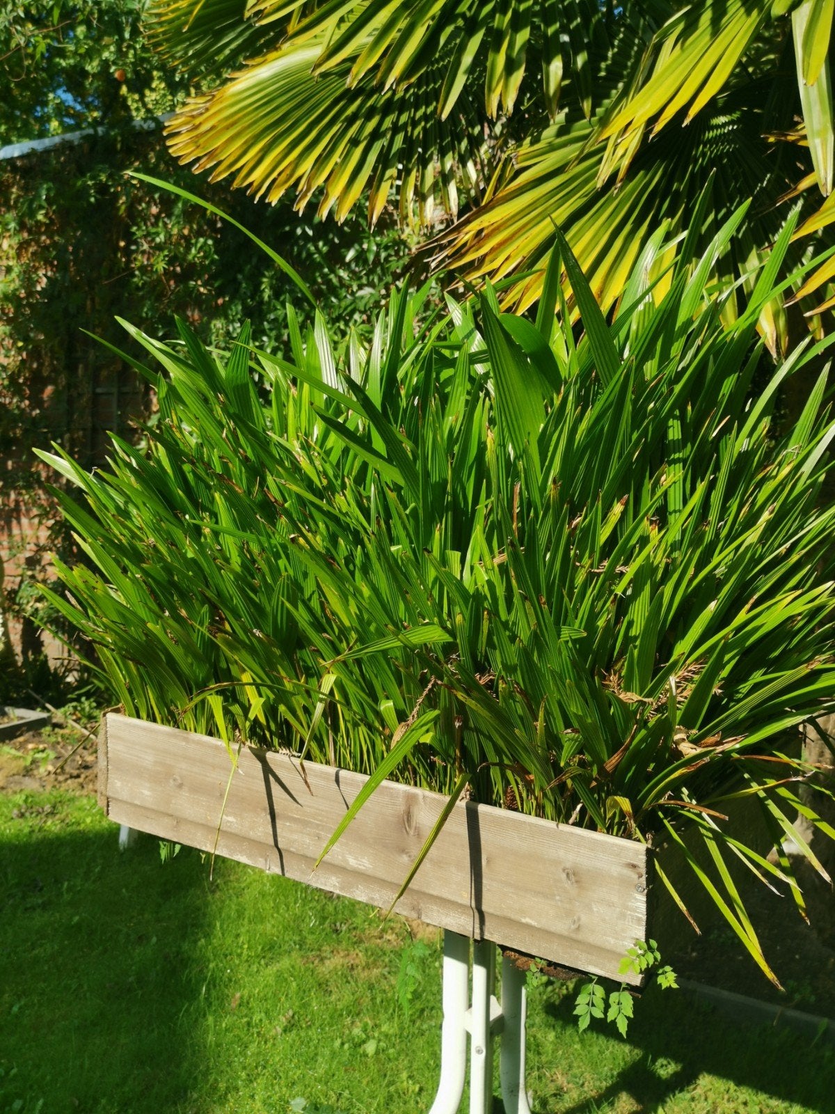palmboom. winterhard, Tuin en Terras, Ophalen, Gehele jaar, Volle zon