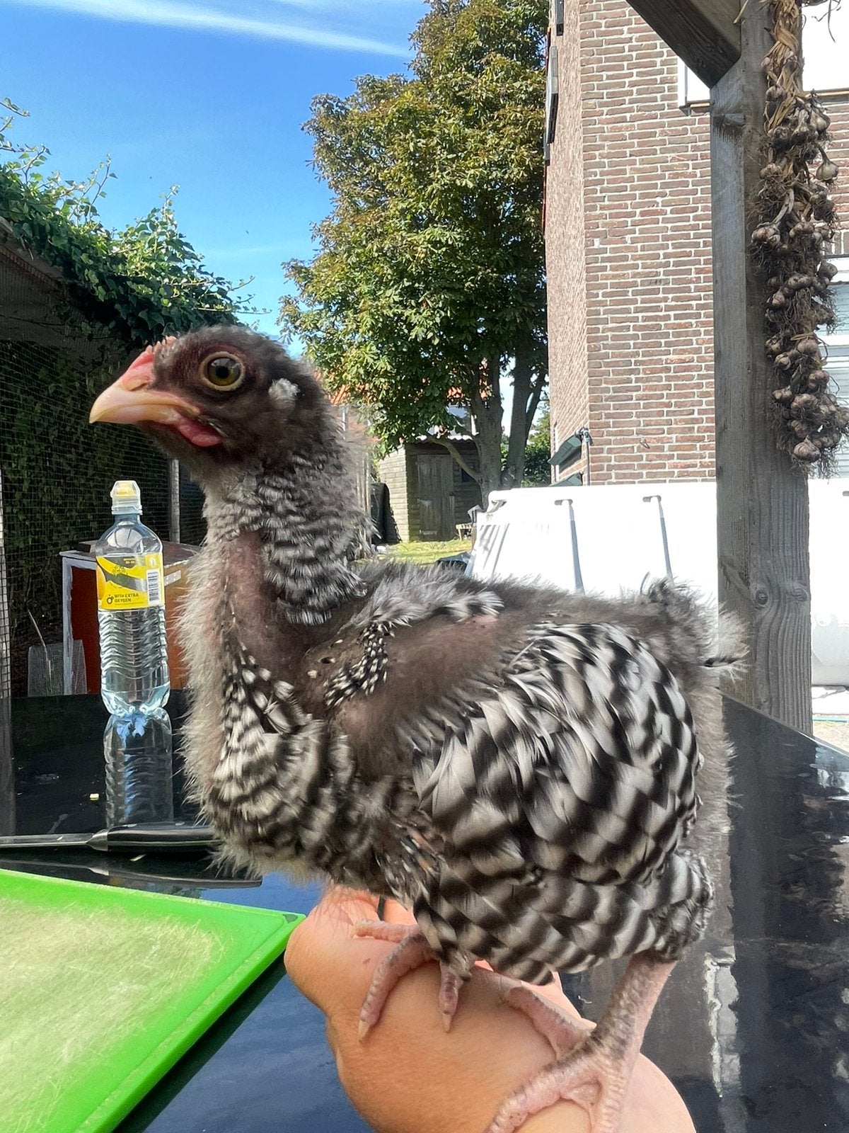 Twee jonge Orpington kriel koekoek haantjes, Dieren en Toebehoren, Pluimvee, Mannelijk, Kip