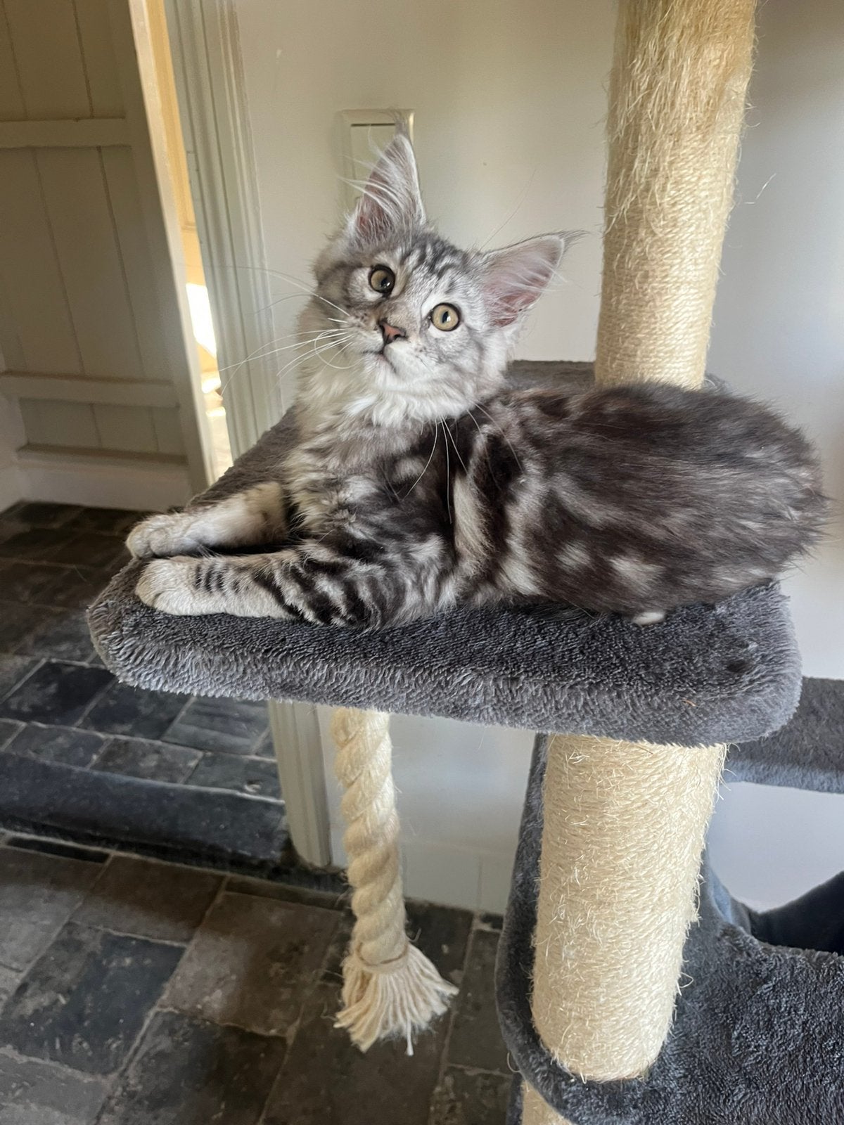 Stamboom Maine Coon kittens super lief, Dieren en Toebehoren, Katten en Kittens | Raskatten | Langhaar, Meerdere dieren, Met stamboom