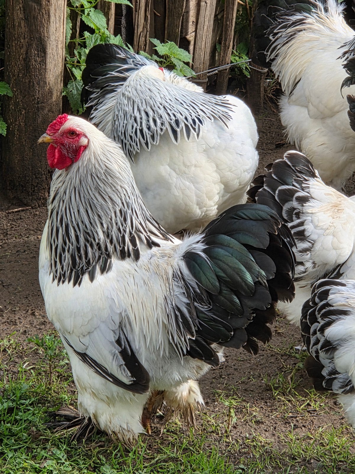 brahma kriel en groot hanen, Dieren en Toebehoren, Mannelijk, Kip