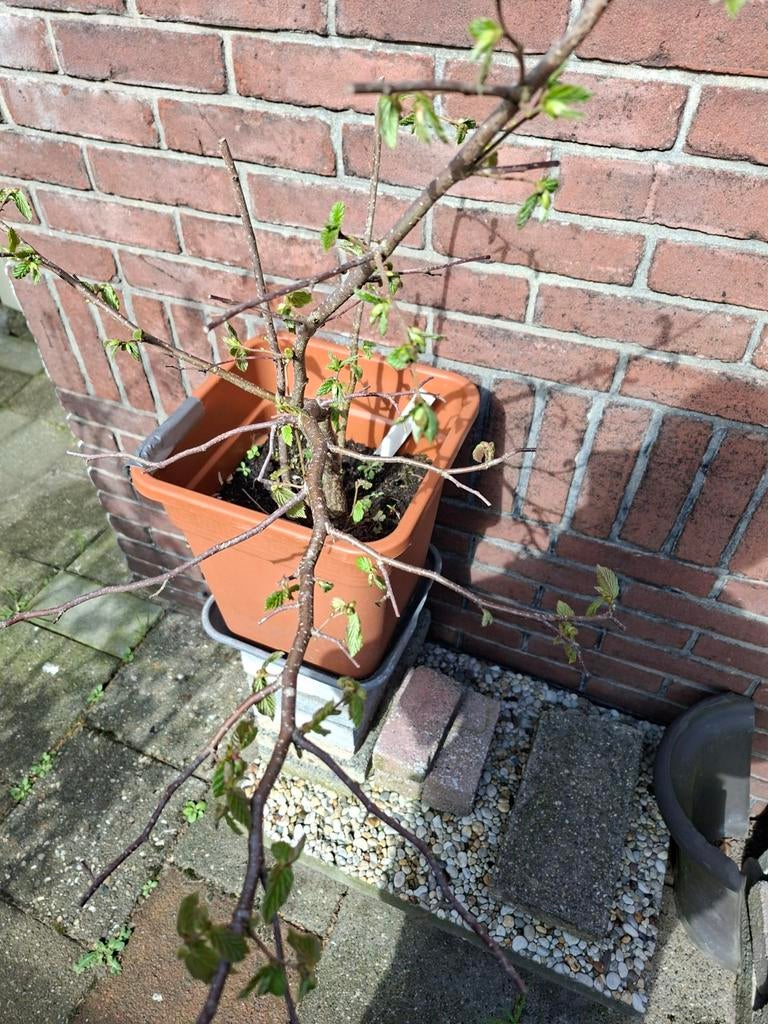 Hazelaar struik, Tuin en Terras, Ophalen, Minder dan 100 cm, Appelboom, Lente