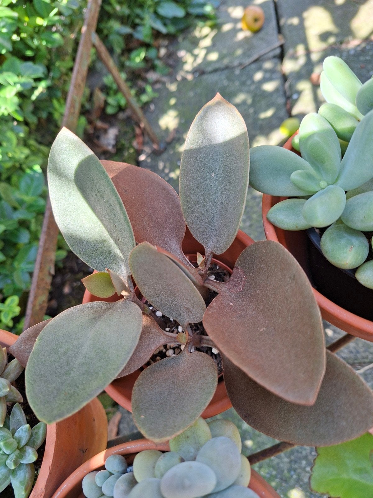 Kalanchoe copperspoon, Ophalen of Verzenden, Overige soorten, Volle zon