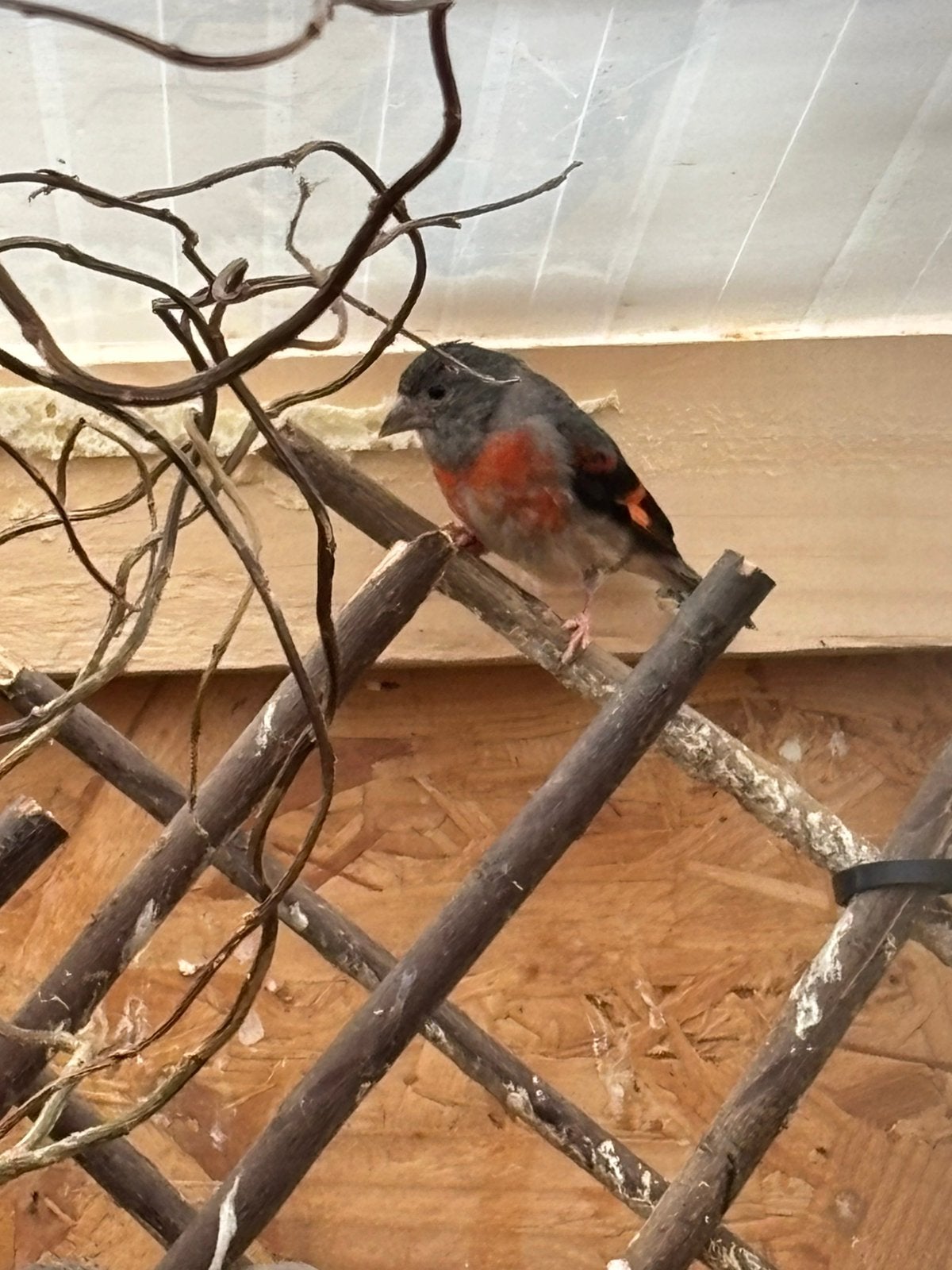Koppel Kapoetsesijs, Dieren en Toebehoren, Vogels | Overige Vogels, Meerdere dieren, Geringd