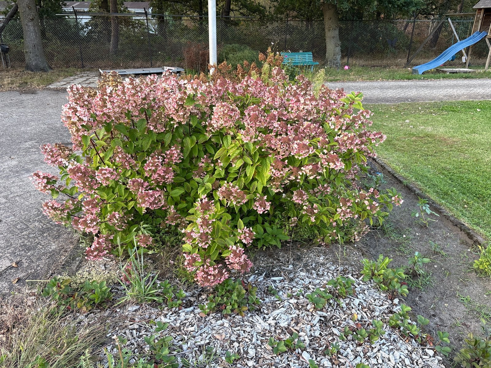6 Grote Hortensia Pinky Winky - 100 cm, mooi vertakt, Vaste plant, Halfschaduw, Zomer, Ophalen