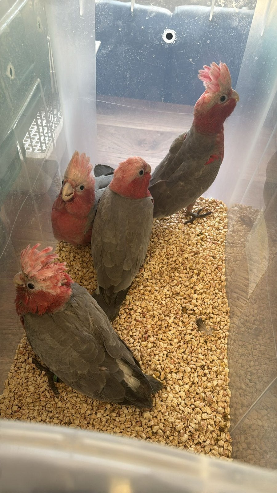 Te reserveren tamme rose kakatoe, Dieren en Toebehoren, Meerdere dieren, Papegaai