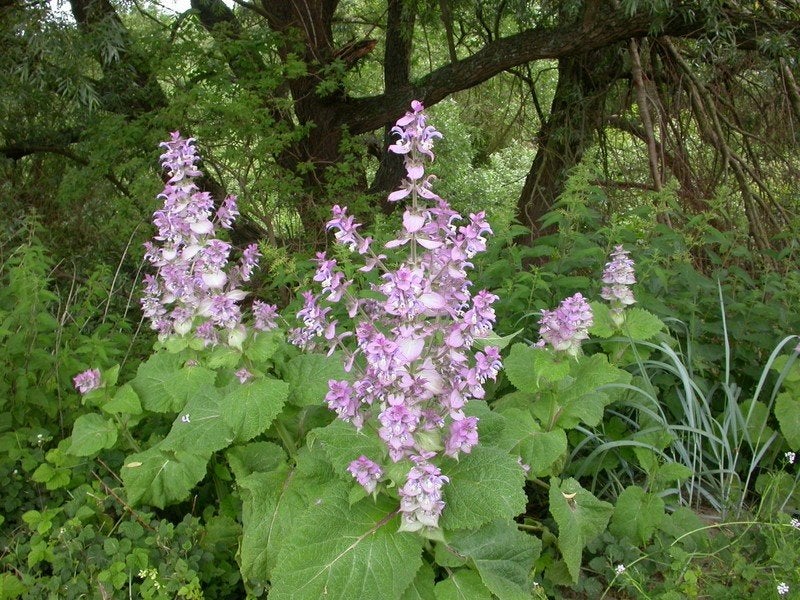 Scharlei - Salvia sclarea, Tuin en Terras, Bloembollen en Zaden, Verzenden, Najaar, Volle zon, Zaad