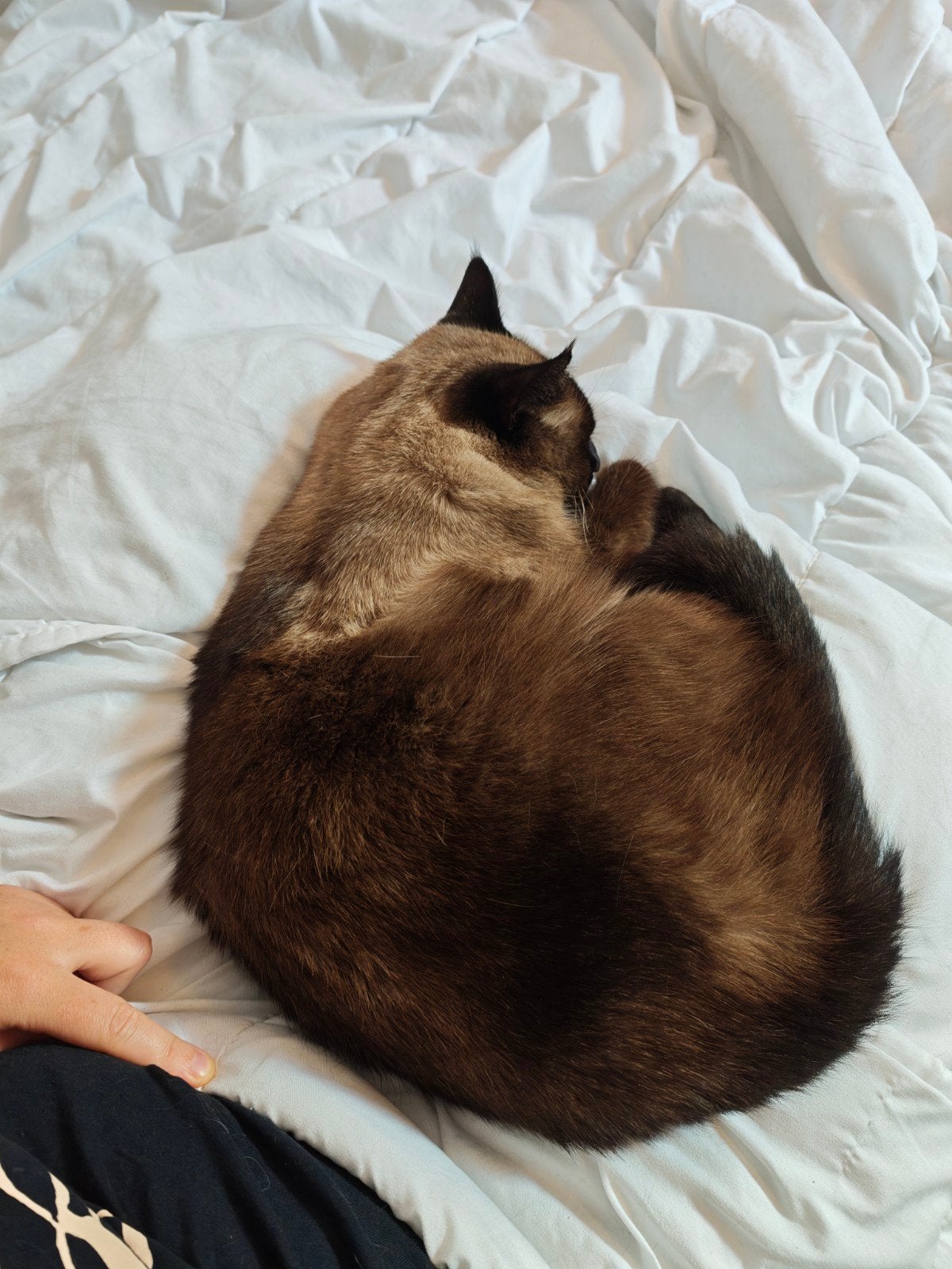 Het plaatsers: twee Heilige Birmanen, Dieren en Toebehoren, Poes