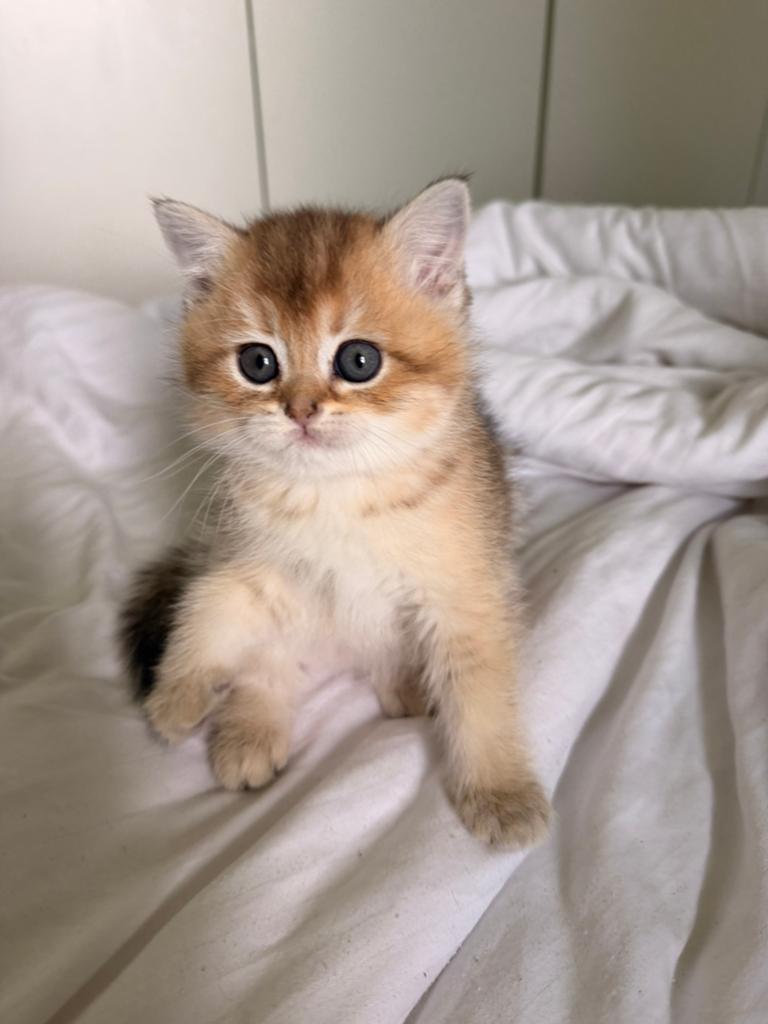 Prachtige Britse korthaar poesje, Dieren en Toebehoren, Katten en Kittens | Raskatten | Langhaar, Poes, Gechipt, 0 tot 2 jaar