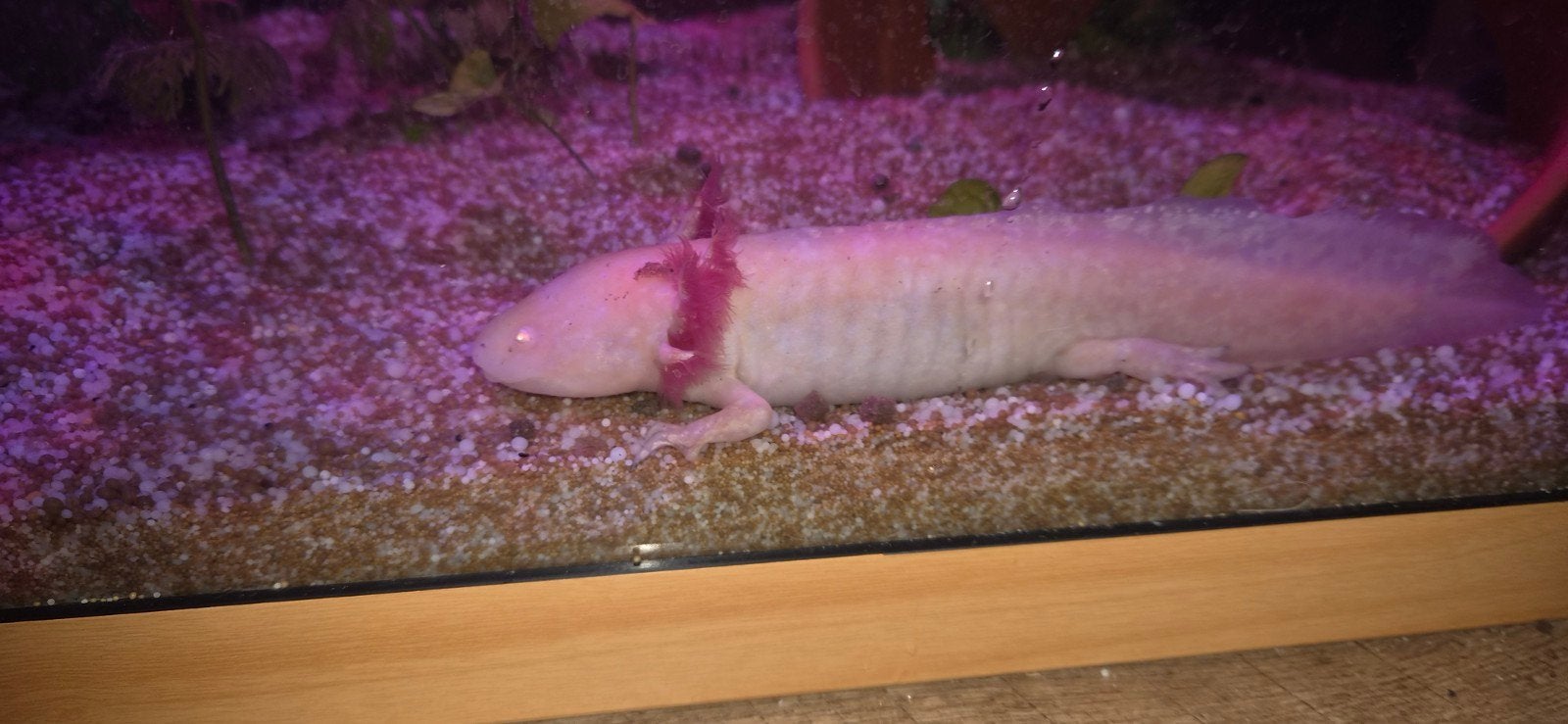 axolotls, 0 tot 2 jaar