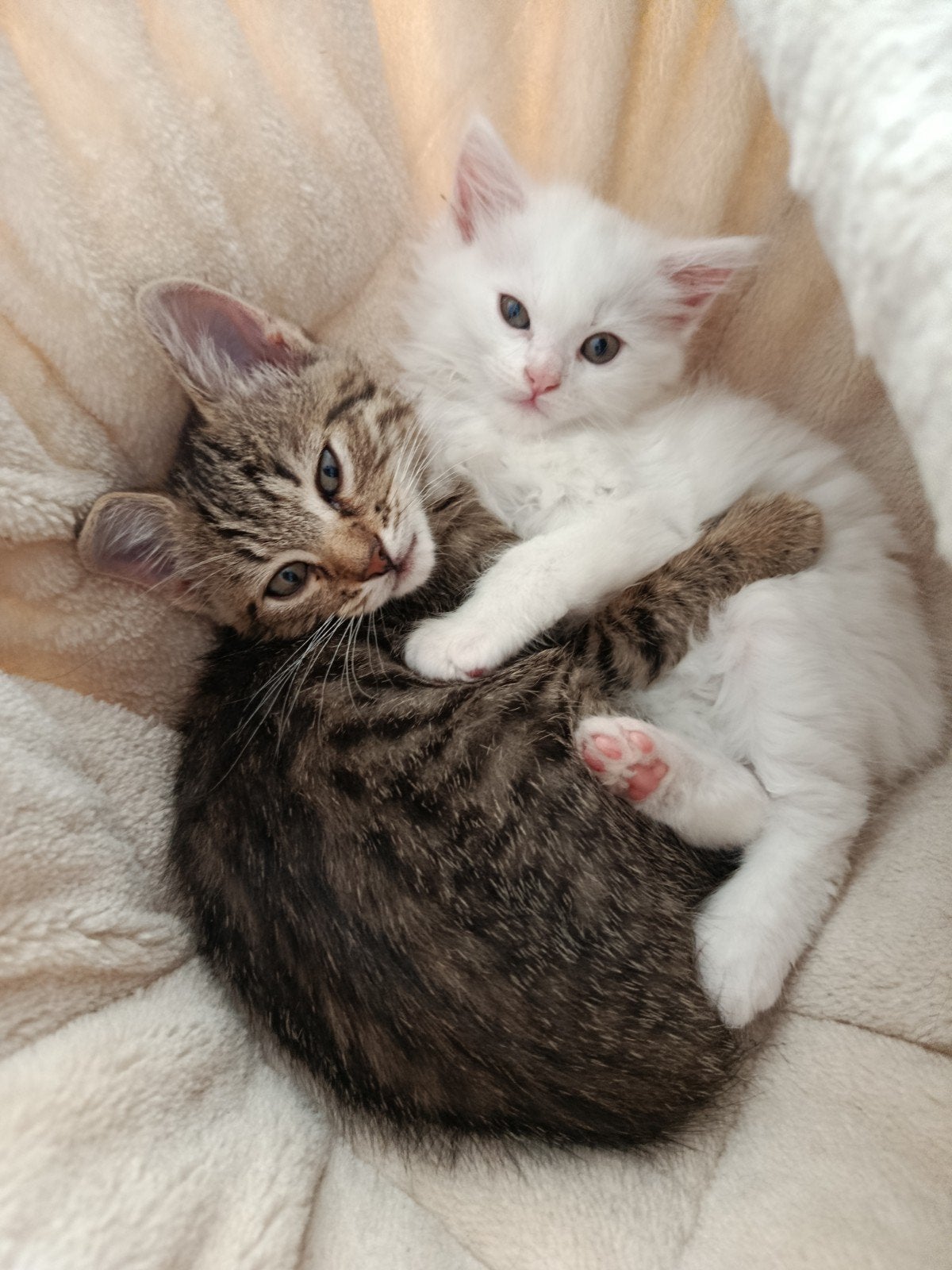 Kruising bobtail poes en  Britse langhaar/Maine coon., Meerdere dieren, Ontwormd, 0 tot 2 jaar