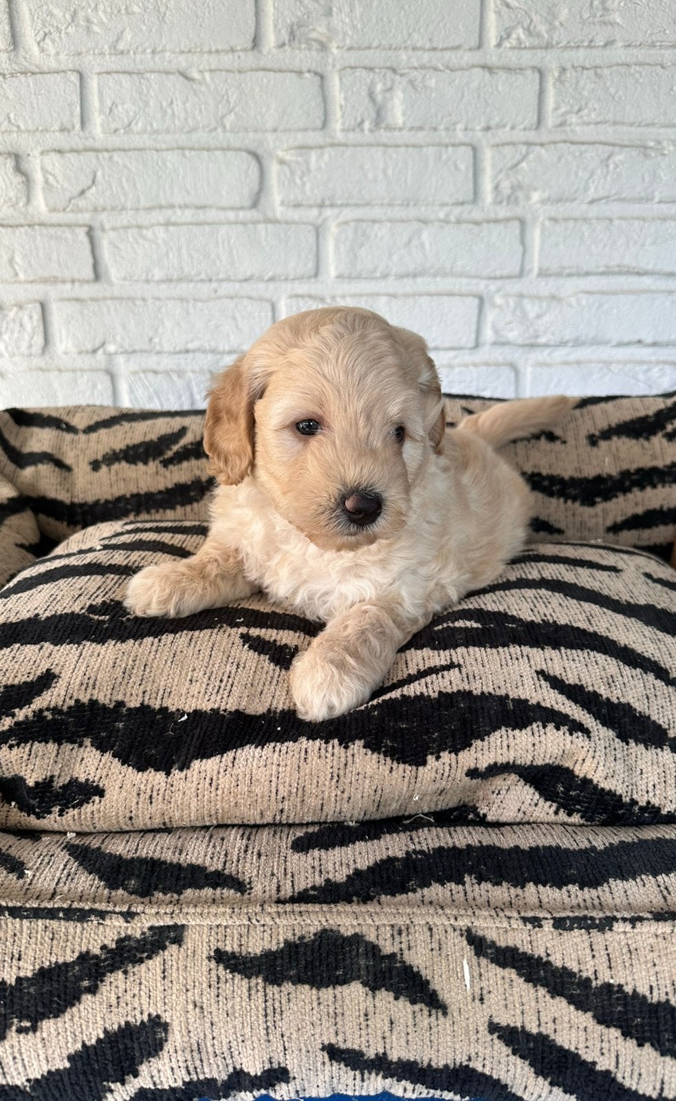 Mini labradoodle pups labradoodle x toy poedel, Parvo, Nederland, Overige rassen, 8 tot 15 weken