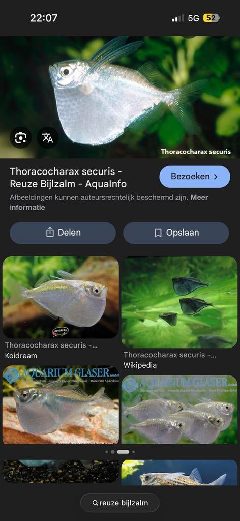 Reuze bijlzalm 5x, Dieren en Toebehoren, Vis