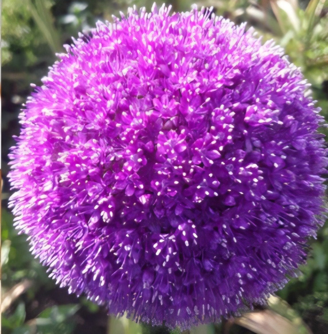 Allium giganteum, Ophalen of Verzenden, Volle zon