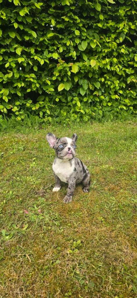 Exclusieve Franse Bulldog pups – Blue Merle & Fawn Merle, Dieren en Toebehoren, Honden | Bulldogs, Pinschers en Molossers, 8 tot 15 weken