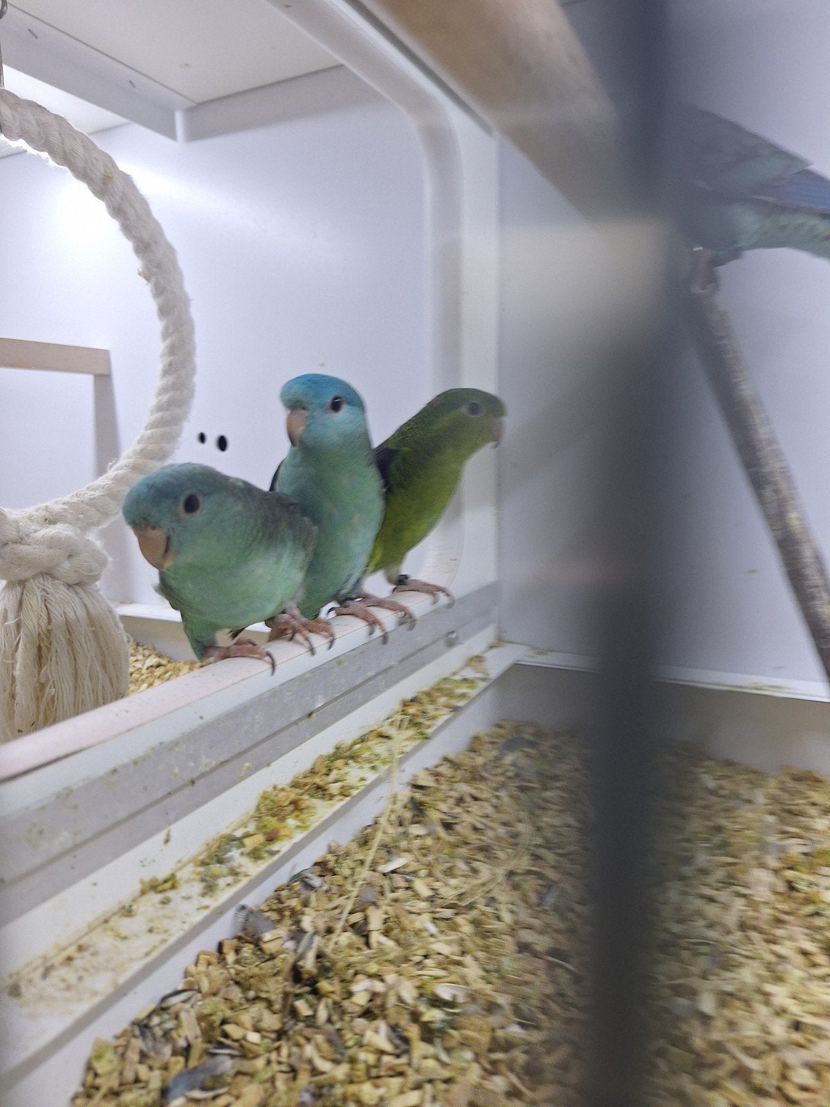 jonge koppels catharina parkieten., Dieren en Toebehoren, Vogels | Parkieten en Papegaaien, Meerdere dieren, Parkiet, Geringd