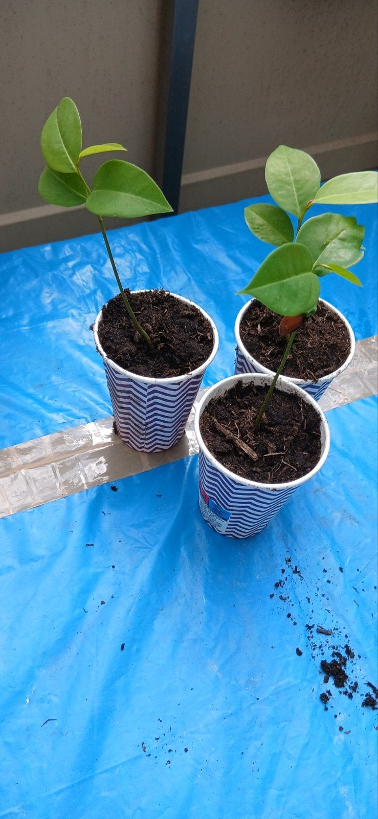 Jonge plantjes - Groene bladplanten, Ophalen of Verzenden, Volle zon