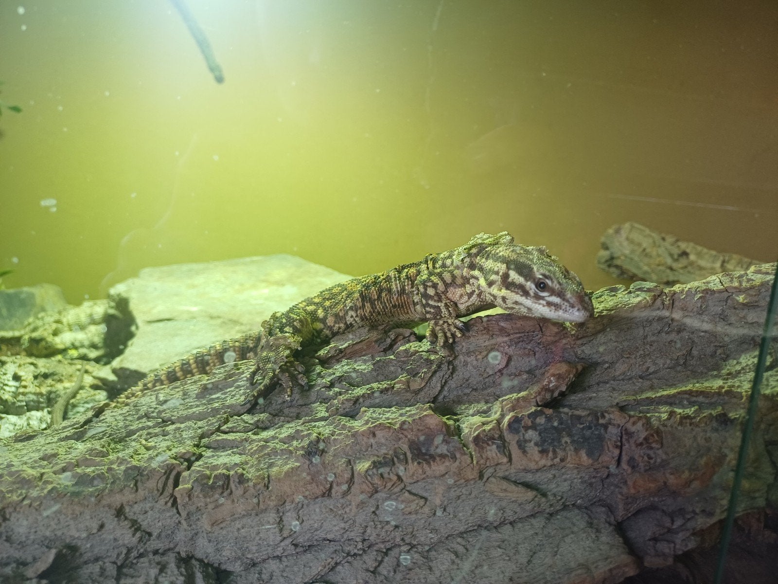 Varanus acanthurus Monitor Lizard - male for sale from Kjeld