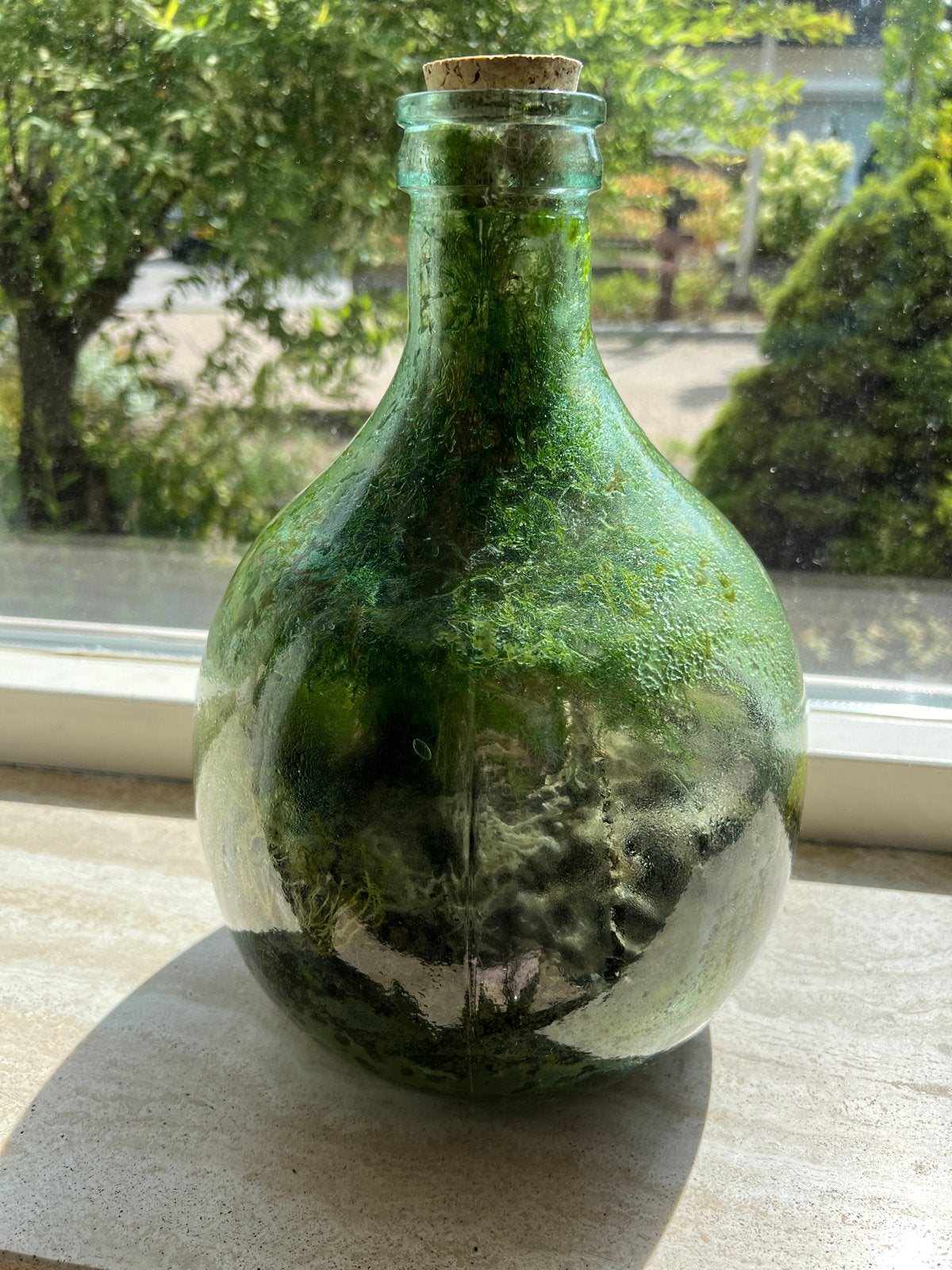 Biodome Ecosysteem Terrarium Fles met Levende Planten, Vaste plant, Bloeit niet, Halfschaduw, Ophalen