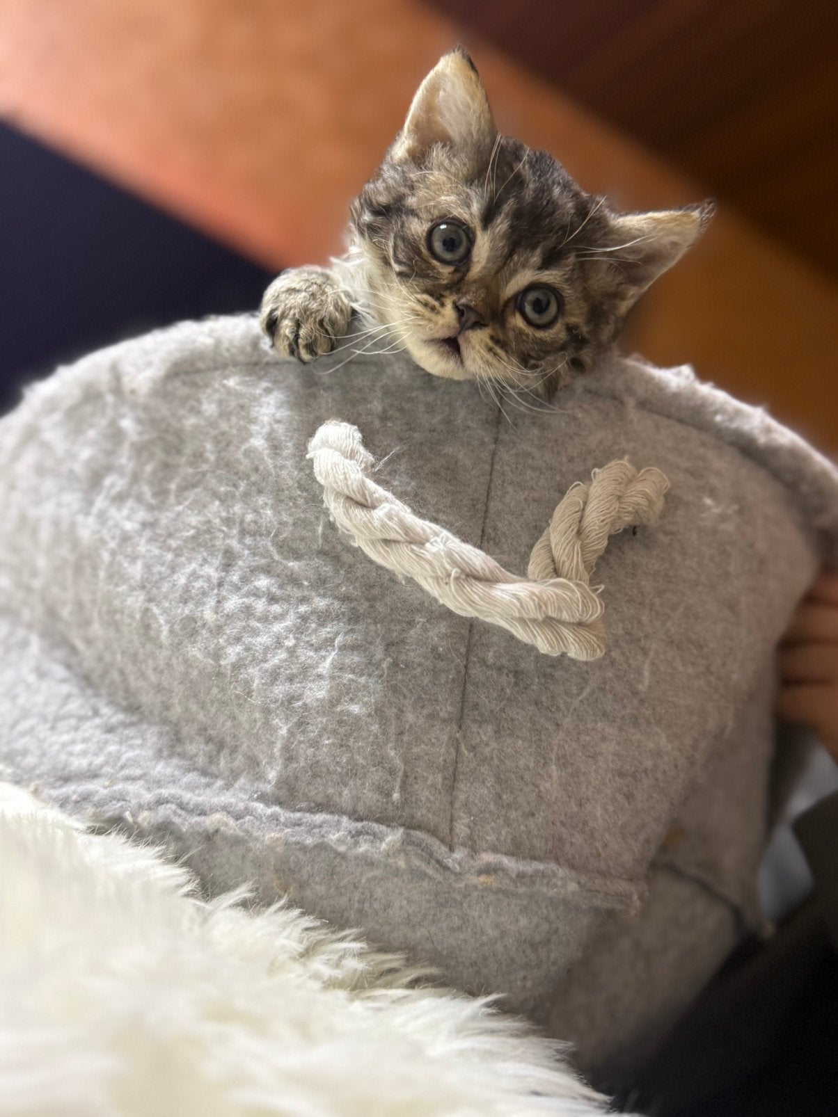 Schattige kittens zoeken een nieuw huis, Dieren en Toebehoren, Kater