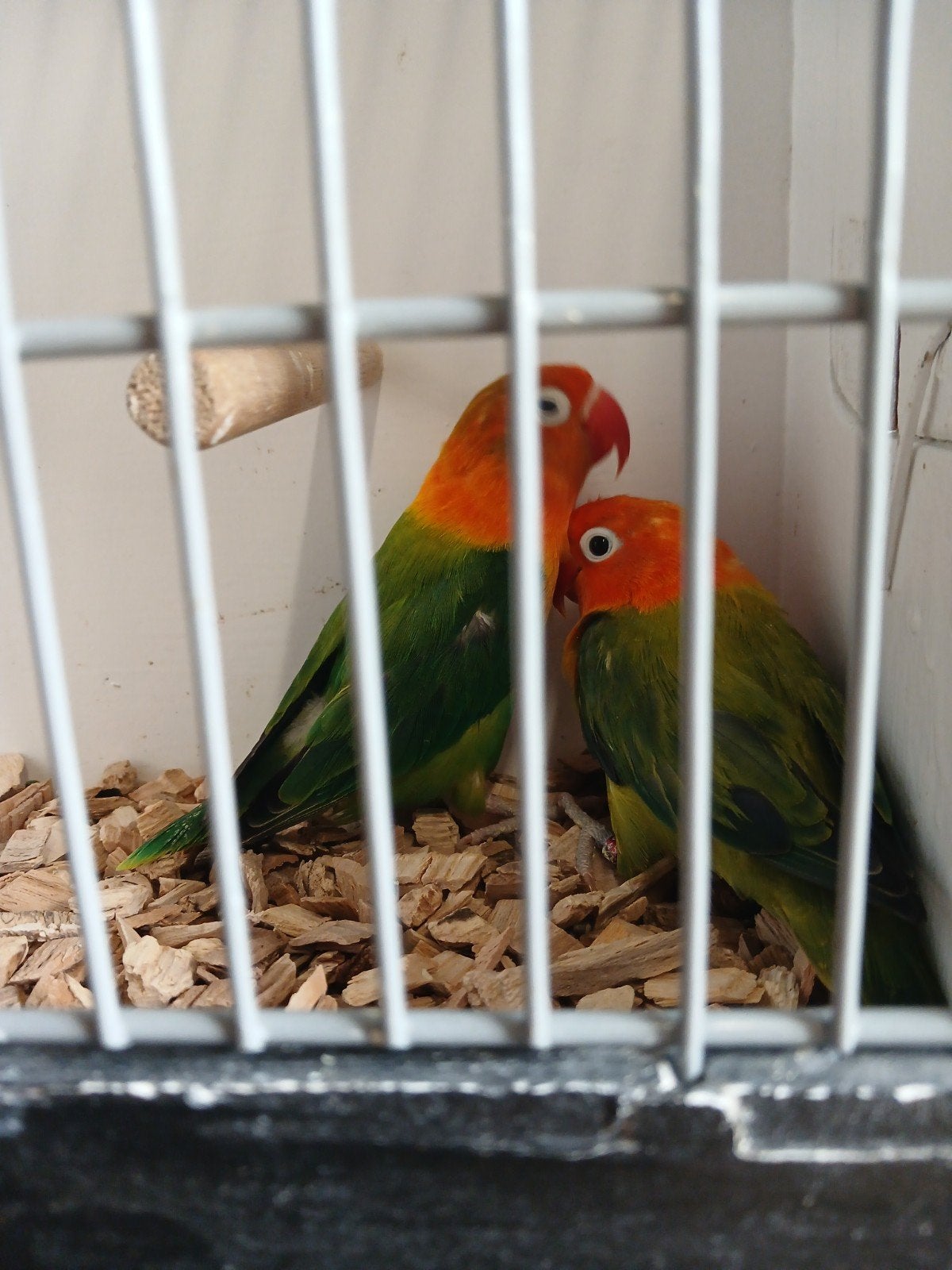 koppel agaponisen fischeri, Dieren en Toebehoren, Vogels | Kanaries, Meerdere dieren, Kleurkanarie